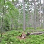 Landmark Forest - 035